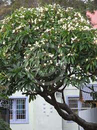 Attēlu rezultāti vaicājumam “Euura acutifoliae”