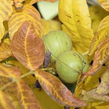 Attēlu rezultāti vaicājumam “Carya ovata fruit”