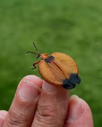 Attēlu rezultāti vaicājumam “Lycidae”