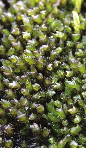 Attēlu rezultāti vaicājumam “Jungermannia leiantha sporophyte”