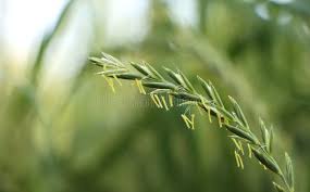 Attēlu rezultāti vaicājumam “Elytrigia repens”