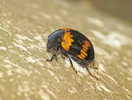 Attēlu rezultāti vaicājumam “Diaperis boleti”