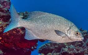 Image result for Kyphosus