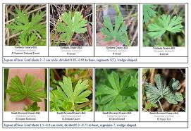 Attēlu rezultāti vaicājumam “Geranium pusillum leaf”