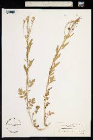 Attēlu rezultāti vaicājumam “Cardamine amara”