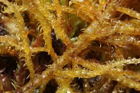 Attēlu rezultāti vaicājumam “Hamatocaulis vernicosus”