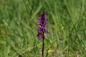 Attēlu rezultāti vaicājumam “Dactylorhiza cruenta leaf”