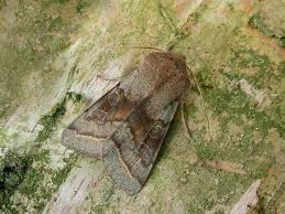 Attēlu rezultāti vaicājumam “Orthosia opima”