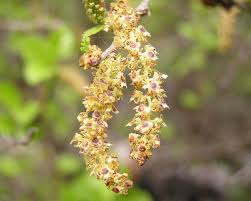 Attēlu rezultāti vaicājumam “Betula humilis female flower”