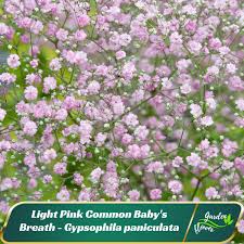 Attēlu rezultāti vaicājumam “Gypsophila paniculata”