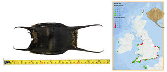 Image result for Raja brachyura