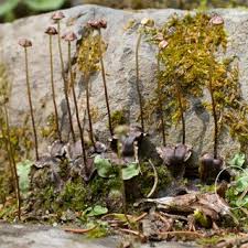 Attēlu rezultāti vaicājumam “Preissia quadrata”