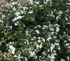 Attēlu rezultāti vaicājumam “Crataegus laevigata leaf”