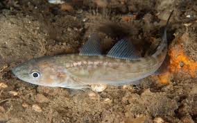 Image result for Microgadus tomcod