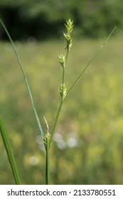 Attēlu rezultāti vaicājumam “Carex remota”