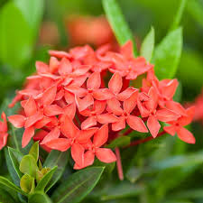 Attēlu rezultāti vaicājumam “Rubiaceae”
