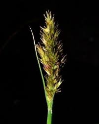 Attēlu rezultāti vaicājumam “Carex loliacea fruit”