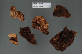 Attēlu rezultāti vaicājumam “Elmerina caryae”