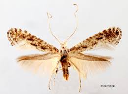 Attēlu rezultāti vaicājumam “Parornix anglicella”