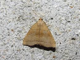 Attēlu rezultāti vaicājumam “Herminia tarsicrinalis”