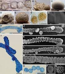 Attēlu rezultāti vaicājumam “Lycogala convexum”