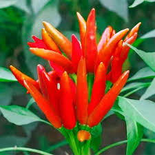 Afbeeldingsresultaat voor thai bird pepper hot pepper