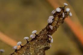 Attēlu rezultāti vaicājumam “Didymium clavus”