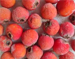 Attēlu rezultāti vaicājumam “Crataegus persimilis fruit”