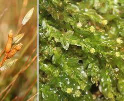 Attēlu rezultāti vaicājumam “Tetraphis pellucida”