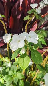 Image result for Impatiens walleriana