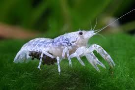 Attēlu rezultāti vaicājumam “Cribraria cancellata var. fusca macro”