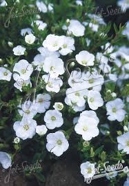 Attēlu rezultāti vaicājumam “Arenaria procera bud”