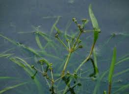 Attēlu rezultāti vaicājumam “Alisma gramineum leaf”