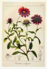 Image result for Gaillardia amblyodon