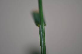 Attēlu rezultāti vaicājumam “Poa palustris leaf”