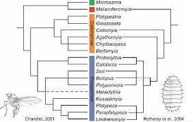 Attēlu rezultāti vaicājumam “Platypezidae”