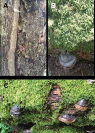 Attēlu rezultāti vaicājumam “Hypoxylon multiforme”