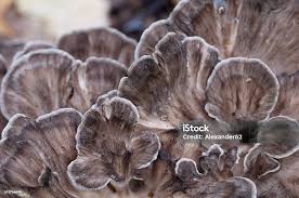 Attēlu rezultāti vaicājumam “Grifola frondosa”