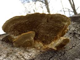 Attēlu rezultāti vaicājumam “Coriolopsis trogii”