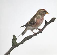 Attēlu rezultāti vaicājumam “Carduelis flammea female”