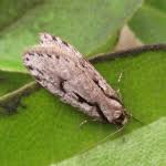 Attēlu rezultāti vaicājumam “Semioscopis avellanella”