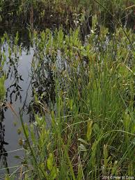Attēlu rezultāti vaicājumam “Carex limosa fruit”