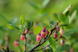 Attēlu rezultāti vaicājumam “Vaccinium uliginosum bud”