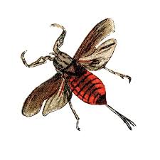 Attēlu rezultāti vaicājumam “Nepa cinerea”