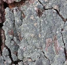 Attēlu rezultāti vaicājumam “Trapeliopsis flexuosa”