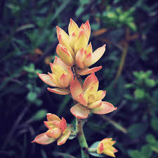 Attēlu rezultāti vaicājumam “Sedum album bud”