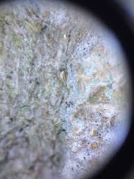 Attēlu rezultāti vaicājumam “Chaenotheca trichialis”