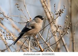 Attēlu rezultāti vaicājumam “Pyrrhula pyrrhula female”