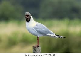 Image result for Chroicocephalus ridibundus