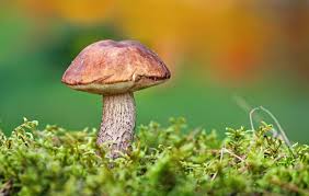 Attēlu rezultāti vaicājumam “Leccinum scabrum”